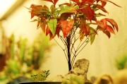 孕婦夢到種菜的寓意與解讀，孕婦夢到種菜的寓意與解析