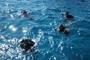 夢到抓甲魚的奇妙之旅，夢中的甲魚之旅，奇妙的捕捉體驗(yàn)