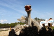 夢(mèng)中的鴕鳥之旅，夢(mèng)鴕之旅