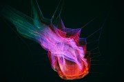 解讀夢(mèng)境中的懷孕象征，解讀夢(mèng)境中的懷孕象征。
