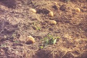 接下來，我需要確定文章的主題?？紤]到芋頭條可能與種植、營(yíng)養(yǎng)價(jià)值有關(guān)，或者與甜食相關(guān)，我決定從芋苗的生長(zhǎng)、營(yíng)養(yǎng)價(jià)值以及如何利用它來制作甜點(diǎn)入手。這樣既涵蓋了植物知識(shí)，又結(jié)合了甜的元素，符合用戶的要求