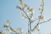 夢(mèng)中的樹斷了——探索內(nèi)心深處的隱喻，夢(mèng)中的樹斷了，內(nèi)心深處的隱喻探索