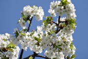 櫻花插件網(wǎng)站，邂逅春日浪漫，暢游花海中的數(shù)字世界