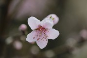 六月雪舞之夢(mèng)，六月雪舞之夢(mèng)，夢(mèng)幻般的美麗景象