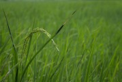 春種秋收，奮斗不止，三農(nóng)日?qǐng)?bào)頭條聚焦鄉(xiāng)村振興