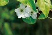 夢(mèng)到離世的親人，心靈的對(duì)話(huà)與思念的延續(xù)，離世親人的心靈對(duì)話(huà)，思念的延續(xù)與夢(mèng)中的交流