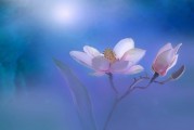 夢(mèng)中的毛筆，書(shū)寫人生的詩(shī)意與哲理，夢(mèng)中的毛筆，書(shū)寫人生的詩(shī)意哲理