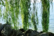 苗木網(wǎng)站排名，揭秘如何提升苗木行業(yè)網(wǎng)站的在線影響力，揭秘苗木網(wǎng)站排名提升策略，在線影響力增長(zhǎng)之道
