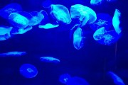 夢(mèng)到彩色的魚，一場(chǎng)神秘而多彩的夢(mèng)境之旅