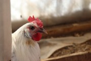 夢中的鳥蛋之謎，夢中的鳥蛋之謎解析