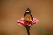 夢中遇見兔子——征兆解析與深度探討，夢中遇見兔子的征兆解析與深度探討