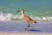 孕婦夢(mèng)到鳥，寓意與解讀，孕婦夢(mèng)到鳥，寓意與解讀