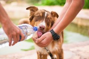 如何輕松注冊犬舍，一站式指南，輕松開啟犬舍之旅，一站式注冊指南
