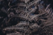無限綠洲 - 免費游戲植物大戰(zhàn)怪獸的世界，無限綠洲，免費植物大戰(zhàn)怪獸的虛擬世界