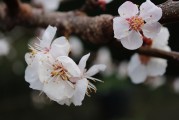 夢中樹開花，寓意何在？，夢中樹開花的寓意解讀