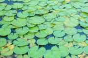夢(mèng)到摘花生的啟示與感悟，夢(mèng)到摘花生，啟示與感悟的交織