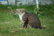 揭秘Kitty貓咪的游戲世界，一款免費(fèi)、無(wú)廣告的休閑游戲，隱藏在貓咪世界中的謎團(tuán)，無(wú)廣告休閑游戲Kittys World