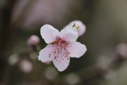 夢(mèng)到大紅花的神秘之旅，夢(mèng)游大紅花的神秘之旅