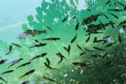 捕魚大師注冊(cè)攻略，輕松成為捕魚高手，暢享歡樂時(shí)光！捕魚大師注冊(cè)指南，快速晉升捕魚達(dá)人，盡享游戲樂趣