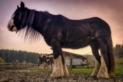 動物的游戲免費世界，10款引人入勝的動物游戲，讓它們在游戲中尋找樂趣！