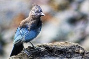 夢到野雞，預(yù)示著什么？，夢到野雞，預(yù)示與機遇的象征
