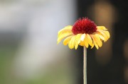 探尋自由的綠色花朵——免費(fèi)的小花仙游戲介紹，小花仙，追尋自由綠色花朵的游戲介紹