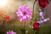 2023年度網(wǎng)上訂花網(wǎng)站排名，品味生活，從一束花開始，2023年網(wǎng)上訂花網(wǎng)站排行，開啟美好生活，從一束花啟程