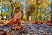 夢中的公園之旅，夢中的公園之旅，尋覓心靈的寧靜