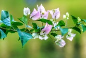 夢中桐樹花開，寓意何在？