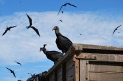 夢(mèng)中飛翔的鳥(niǎo)影——一次奇妙的夢(mèng)境之旅，夢(mèng)中飛翔的鳥(niǎo)影，奇妙的夢(mèng)境之旅