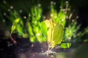燕子翩飛入夢來——家中的溫馨與希望，燕子翩飛入夢來，家中的溫馨與希望