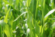 美國作物帶降雨預(yù)報緩解產(chǎn)量擔(dān)憂，芝加哥大豆和玉米價格回落