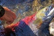 夢中魚影——釣魚魚跑的遐想，夢中魚影，釣魚與逃脫的遐想