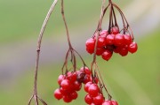 夢(mèng)到栽樹(shù)，生命的播種與成長(zhǎng)的啟示，夢(mèng)到栽樹(shù)，生命的播種與成長(zhǎng)的啟示