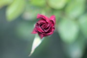 夢(mèng)中見(jiàn)證友情之花——我的朋友結(jié)婚之夢(mèng)，夢(mèng)中見(jiàn)證友情之花，我的朋友婚禮之夢(mèng)