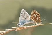女人夢到動物，解讀夢境中的神秘信號，女人夢到動物，解讀夢境中的神秘信號
