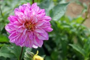 夢(mèng)中花開(kāi)花落，探尋心靈之境