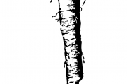 夢(mèng)中雙影——兩條黑蛇的神秘啟示，夢(mèng)中雙影，神秘黑蛇的啟示