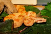 夢到屋里有蛇，解讀與解析