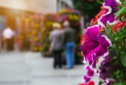 夢(mèng)到買(mǎi)花生，生活的啟示與美好寓意，夢(mèng)到買(mǎi)花生，生活的啟示與美好寓意