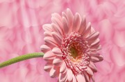 花花姑娘游戲免費下載，花花姑娘，全平臺無限制游戲免費下載
