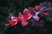 夢中重逢，思念無盡——我的母親，夢中重逢，思念無盡——懷念母親的情感之旅