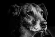 夢(mèng)中犬語，解讀夢(mèng)到許多狗的奧秘