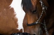 小馬游戲大全，下載、體驗全境，暢玩小馬游戲，全部游戲的下載與體驗指南