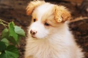 犬舍注冊全攻略，流程、注意事項(xiàng)及必備材料，一站式指南，犬舍注冊全解析