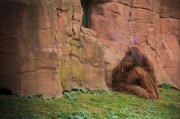 我的動物園的游戲免費，動物園游戲，享受寓教于樂的動物世界