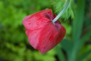 懷孕期間夢到花的神秘寓意，懷孕期間夢到花的神秘寓意