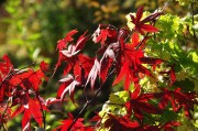 紅衣之夢(mèng)，一場(chǎng)色彩斑斕的夢(mèng)境探索，紅衣之夢(mèng)，色彩斑斕的夢(mèng)境探索