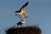 夢(mèng)中的鳥(niǎo)巢，心靈的寓言，夢(mèng)中的鳥(niǎo)巢，心靈的寓言