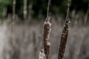 夢中折枝，探尋心靈與自然的微妙聯(lián)系，夢中折枝，心靈與自然的微妙聯(lián)系探索